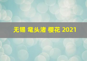 无锡 鼋头渚 樱花 2021